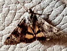 Catocala ? ma quale specie?... resta Catocala sp.